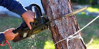 Reliable Virginia Gardens, FL Tree Services Solutions