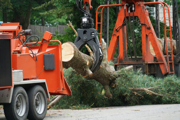 How Our Tree Care Process Works  in Virginia Gardens, FL